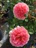 Caribbean Breeze rose photo