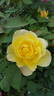 Summer Love rose photo