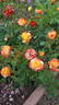 Confetti (floribunda, Christensen rose photo