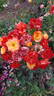 Confetti (floribunda, Christensen rose photo