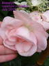 Doctor Masaryk rose photo