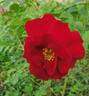 Adelaide Hoodless rose photo