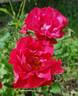 Captain Samuel Holland rose photo