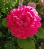 D'Aguesseau rose photo