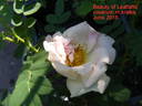 Beauty of Leafland rose photo