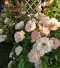 Pink Skyliner rose photo