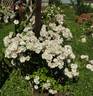 Pink Skyliner rose photo