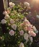 Pink Skyliner rose photo