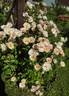 Pink Skyliner rose photo