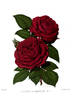 Duchess of Bedford rose photo