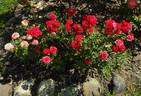 Zwergenfee 09 rose photo