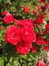 Zwergenfee 09 rose photo