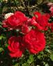 Zwergenfee 09 rose photo