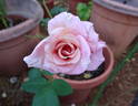 Monty's Joy rose photo