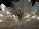 Ambiente rose photo