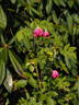 Bardou Job - in commerce rose photo