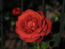 Terracotta rose photo