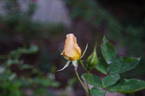 Madame Ravary rose photo