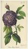 Der blaue Cordon rose photo