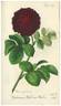 Geheimer Rath von Reider rose photo