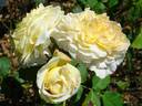 Nelson Monfort rose photo