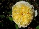 Nelson Monfort rose photo