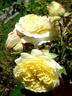 Nelson Monfort rose photo