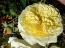 Nelson Monfort rose photo