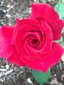 American Dream ™ rose photo