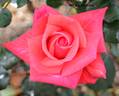 William's Rose rose photo