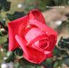 William's Rose rose photo
