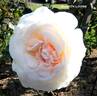 Sharon Louise rose photo