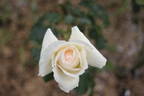 Sharon Louise rose photo