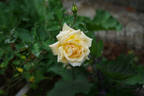 Madame Ravary rose photo