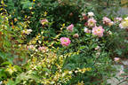 Blumenschmidt rose photo