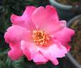 Pink Angel rose photo