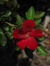 Midwest Living rose photo