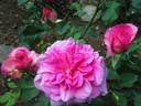 Böhmorose rose photo