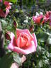 Madame Edouard Herriot, Cl. rose photo