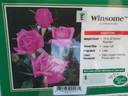 Winsome ™ rose photo