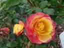 Rainbow Sunblaze ® rose photo