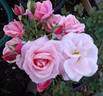 Alderley Park rose photo