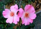 Pink Angel rose photo
