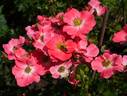 Pretty Girl Meidiland rose photo