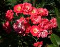 Inge Schubert rose photo