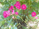 Arras rose photo