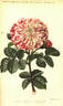 Oeillet Parfait rose photo