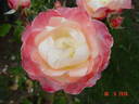 Rosa Mystica rose photo