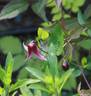 Pangbourne Pink clematis photo