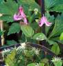 Pangbourne Pink clematis photo